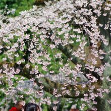 着物の女性が多いのも京都の特徴ですね