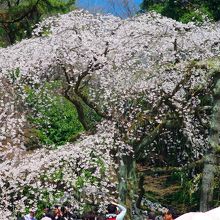 近衛邸跡の枝垂れ桜