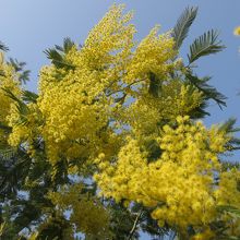 目立つ場所に1本、ミモザがあります。日本語ならアカシアですね