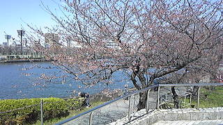 満開の桜でしょうね