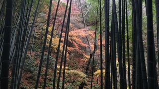 気軽に味わえる幻想的な竹林の世界