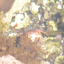 潮だまりのカニ