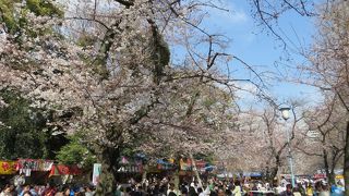 屋台がいっぱいの花見が楽しめる