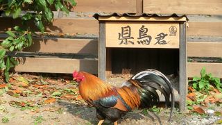 県鳥君にあいました。