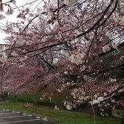 桜が有名