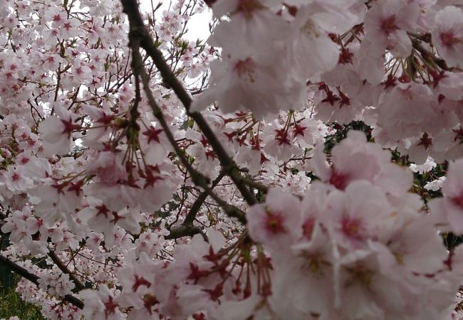 東条吉良家の菩提寺