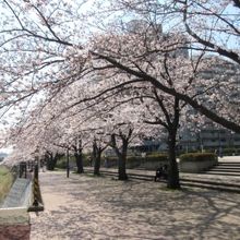 ダイエー戸塚店近くの柏尾川
