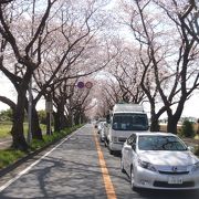 1キロにわたって桜並木が続きます