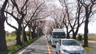 1キロにわたって桜並木が続きます