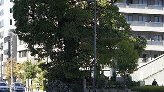 道の中に巨木があるのが目印