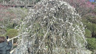 本門寺隣にある公立の梅園