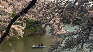 お花見ならここで。