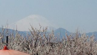 富士山をバックに見事な梅林