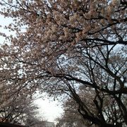 桜ほぼ満開