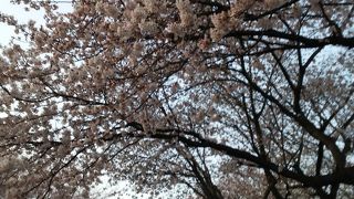桜ほぼ満開