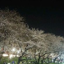 奈良津堤の桜