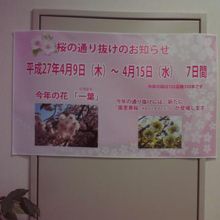 桜の通り抜け前でした