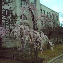 枝垂れ桜が満開