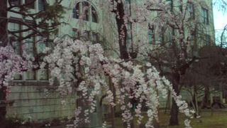 「桜の通り抜け」前でした