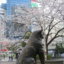桜と一緒に撮ると後ろ姿に