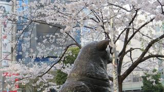 ハチ公も桜に囲まれています