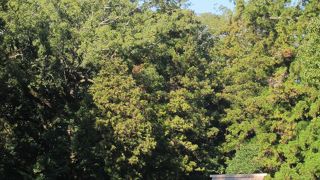 おかげ年の伊勢神宮「外宮」