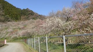 やはりちょっと遅かった梅見。