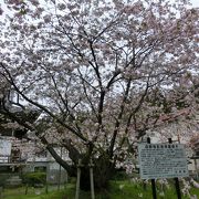 松前の名桜