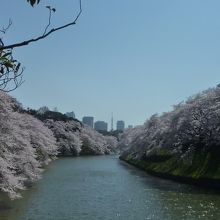 桜で有名な風景です