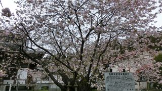 松前の名桜