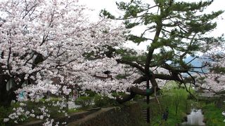 満開の桜でしたが、曇っていたのでちょっと残念でした。