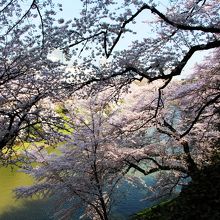 御堀に向かって咲く桜の木をすぐ脇から眺める