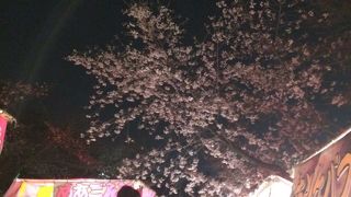 円山公園で夜桜