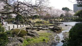 日本庭園越しに見る桜