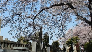 桜の時期がおすすめですが、著名人の墓を探して歩くのも楽しいスポットです。