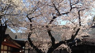 靖国神社の桜