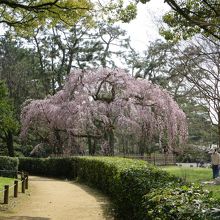 枝垂れ桜