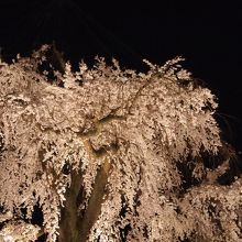 立派な枝垂れ桜