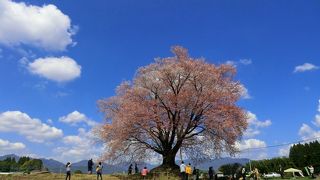 大坪の一本桜