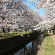 引地川の千本桜・・・神奈川県の桜名所の一つ