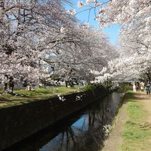 快晴のこの日、ほぼ満開