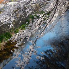 川面に延びる花がまた美しく・・・