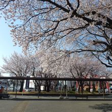 桜ヶ丘駅を下りると桜が迎えてくれます