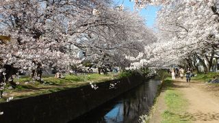 引地川の千本桜・・・神奈川県の桜名所の一つ