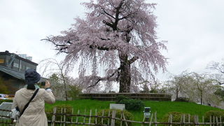 小雨でも観光客でいっぱい！