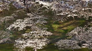 東京の桜名所では一番人気、満開が過ぎた頃の花筏も奇麗です