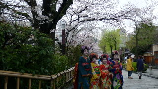 桜に負けずに和服姿美しい！