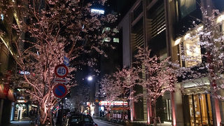 周りの歴史的建造物と桜のコラボレーション。