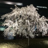 琵琶湖ホテルの桜ライトアップ。