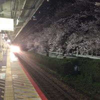 大津駅の桜。
